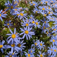 ブルーデージー,宿根ネメシア,サルビア・ネモローサ,花のある暮らし,２０２０年５月同期の画像