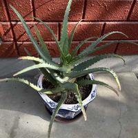 アロエ,iPhone撮影,小さな庭の画像