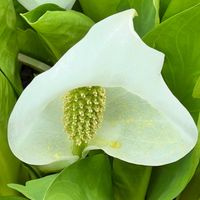 ミズバショウ,可憐な花,今日のお花,白い恋人達,明日はきっと良い日になるの画像