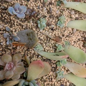 多肉植物,葉挿し,多肉寄せ植え,実生苗,葉挿しっ子の画像