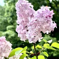 ライラック,ライラックの冬芽,ライラックの若い果実,ライラックの芽吹き,今日のお花の画像