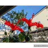 ハイビスカス,祈り,あっ火曜日,お家園芸,*ハイビスカスの画像