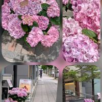アジサイ,エニシダ,バーベナ,バラ,チドリソウの画像