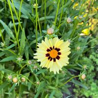 コレオプシス,コレオプシス,ハルシャギク,波斯菊,今日のお花の代わり✨の画像