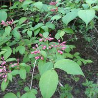タニウツギ,ツクバネウツギ,世界平和,神戸市立森林植物園,被災地にエールを…。の画像
