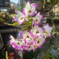 オンシジューム,新緑の季節,癒しの時間,デンドロ ビュウム,どうぞ皆様ご自愛下さいねの画像