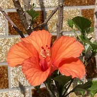 ハイビスカス,花のある暮らし❤の画像