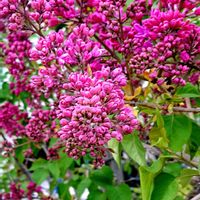 ライラック,ライラック,芍薬,桃の木,ガーデニングの画像