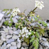 チャービル,ワイルドチャービル,白い花,庭の宿根草の画像