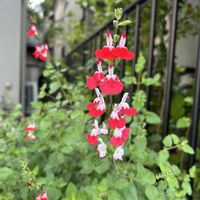 シロツメクサ,チェリーセージ,ムラサキツメクサ,Have a good day✨,被災地の復旧..復興..を願いますの画像