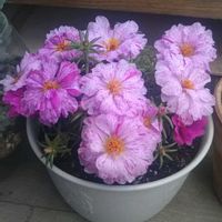 アヤメ,マツバボタン,花のある暮らし,地味好き,ピンク❤︎ピンクの画像