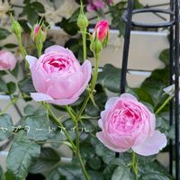 ガーデニング,ナチュラルガーデン,手作りの庭,花のある暮らし,風景の画像