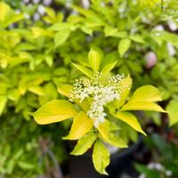 エルダーフラワー,鉢植え,ガーデニングの画像