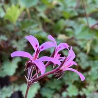 ペラルゴニウム,ペラルゴニウム・ラベンダーラス,原種系ペラルゴニウム　ラベンダーラス,花のある暮らし,GSに感謝。の画像