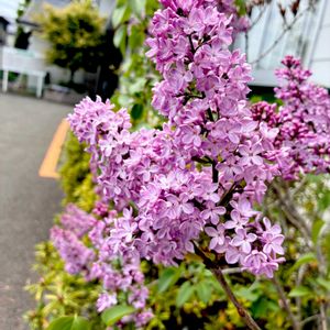 ライラック,花木,植栽,モクセイ科,今日のお花の画像