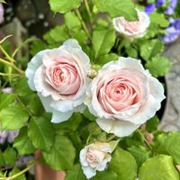 ガーデニング,花のある暮らし,ばら バラ 薔薇,バラ　エレーヌ,庭の画像