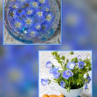 ネモフィラ,薔薇ゴルデルゼ,ビタミンカラー,徒長,嬉しいの画像