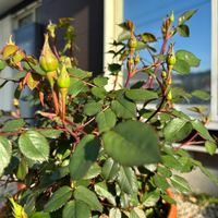 ガーデニング,薔薇♪,花のある暮らし,癒しの場所,癒しのひと時の画像