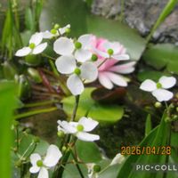 マーガレット,ナガバオモダカ,キカシグサ,寄り道散歩の画像