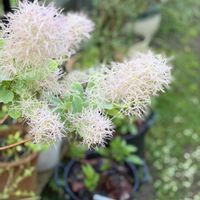 スモークツリー,フラワーアレンジ,花のある暮らし,みどりのある暮らし,おうち園芸の画像