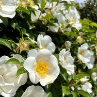ナニワイバラ,バラ,花散歩,癒しの時間,暮らしに癒しをの画像