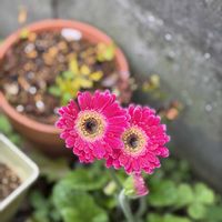 ガーベラ,花のある暮らし,みどりのある暮らし,おうち園芸,元気に育ててますよの画像