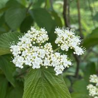 ガマズミ,マルバアオダモ,白い花,樹木の花,樹木の実の画像