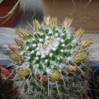 白竜丸,ハクリュウマル,多肉植物,観葉植物,100均の画像
