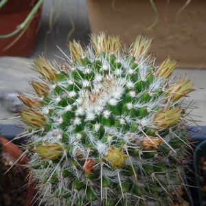 白竜丸,ハクリュウマル,多肉植物,観葉植物,100均の画像