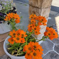 オーニソガラム,オーニソガラム ダビウム,開花,ビタミンカラー,うれしい！の画像