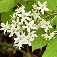 ウツギ,山野草,꒰ღ˘◡˘ற꒱かわゅ~,花いろいろ,木に咲く花の画像
