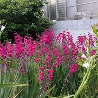 グラジオラス,ワトソニアの画像