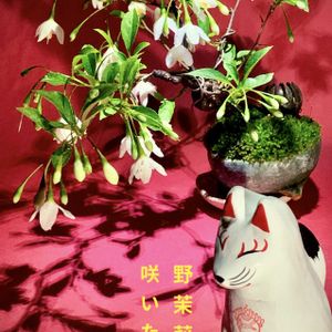エゴノキ,盆栽,小品盆栽,ミニ盆栽,iPhone撮影の画像