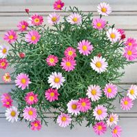 マーガレット,マーガレットシンプリーコーラル,大好き,ピンクの花,花のある暮らしの画像