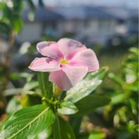 ニチニチソウ,冬越し,チーム千葉✿︎,秘密の花園♡,花咲く乙女たち♡の画像