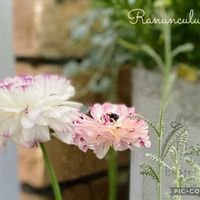 ラナンキュラス,寄せ植え,癒しのお花,愛の花♡,ありがとうの花❣️の画像