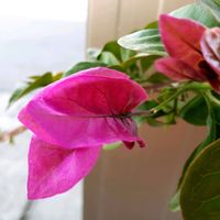 ブーゲンビリア,紫陽花,ラン,孔雀サボテン,ハナキリン(花麒麟)の画像