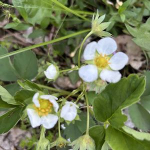 イチゴ,いちご,マイガーデン,花のある暮らし,ハーブガーデンの画像