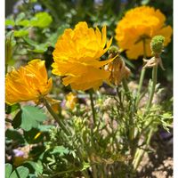 ラナンキュラス,地植え,5月,庭の画像