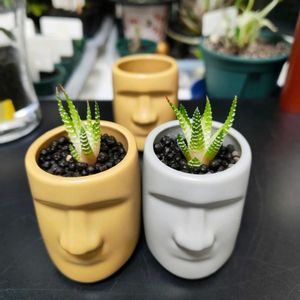 ハオルチア 白蝶,ハオルチア白蝶,多肉植物,子株,観葉植物の画像