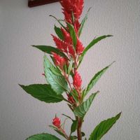 観葉植物,切り花,一輪挿し,花瓶,花束の画像