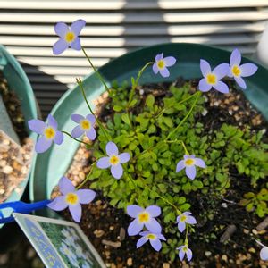 ヒナソウ,鉢植え,明るい日陰,プランター,ガーデニング初心者の画像