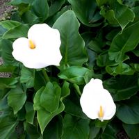 カラー,花言葉,キュンキュン乙女倶楽部,しあわせ運べるように,いつも心に太陽をの画像