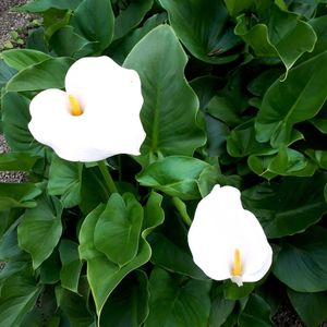 カラー,花言葉,キュンキュン乙女倶楽部,しあわせ運べるように,いつも心に太陽をの画像