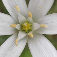 オーニソガラム,オーニソガラム,我が家のお花,庭の画像