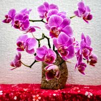 ミニ胡蝶蘭,切り花,花のある暮らし,緑のある暮らし,週末ガーデナーの画像