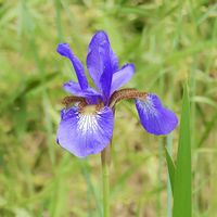 アヤメ,紫の花,季節の花,綺麗,花の写真の画像