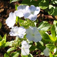 ナニワイバラ,常緑アジサイ,水曜日は水色,白い水曜日♡,庭の花便りの画像