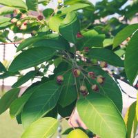 ジューンベリー,ガーデニング,庭木,花のある暮らしの画像