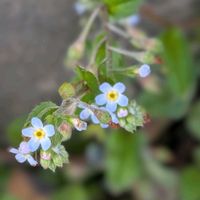 キュウリグサ,お散歩写真,野の花,GSのみなさんに感謝♡,平和を願うの画像